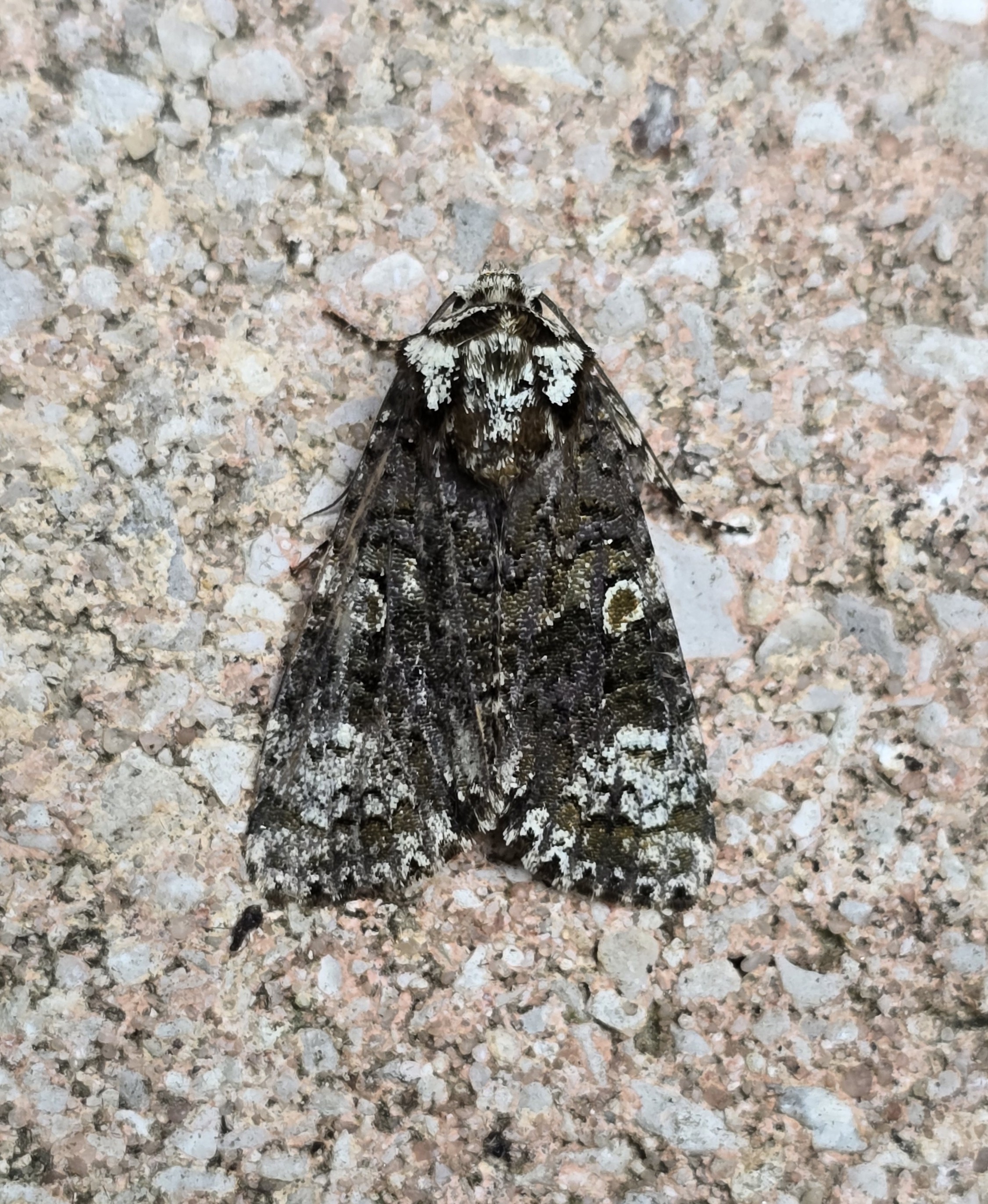 Photo of Coronet (Craniophora ligustri)